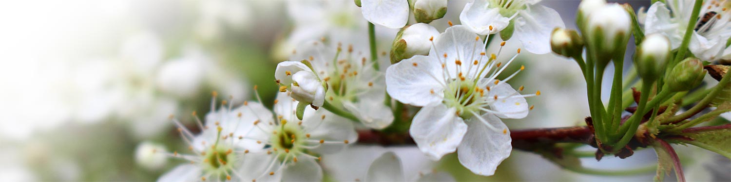 Bande-fleurs